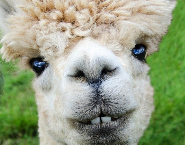 A funny looking alpaca