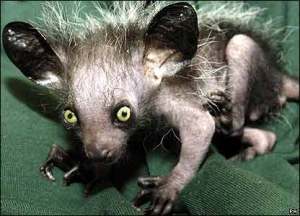The Aye Aye getting ready to feast on human flesh.