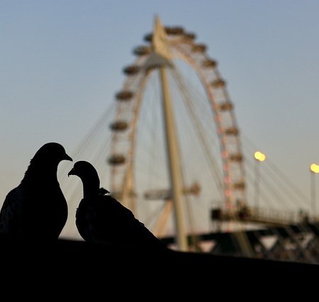 Two pigeons in the evening near the London eye