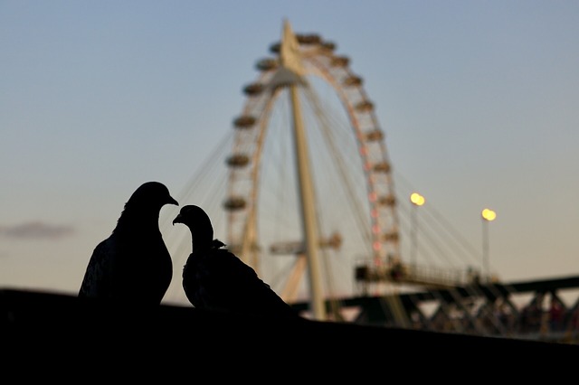 Two pigeons in the evening near the London eye