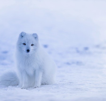 A fox in the snow