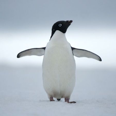 Adelie Penguin