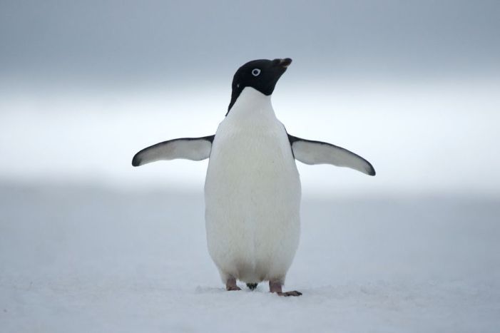 Adélie penguin
