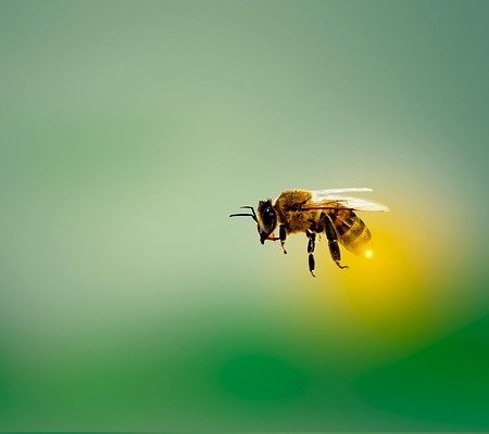 A honey bee flying.