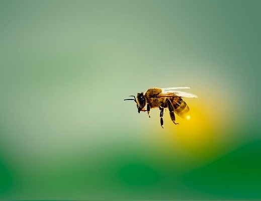 A honey bee flying.