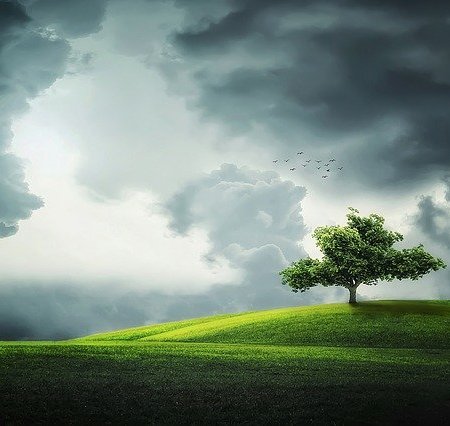 A tree in a field with inclment weather in the background