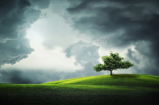 A tree in a field with inclment weather in the background