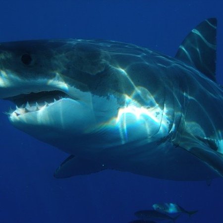 Great white shark swimming - is this your next pet