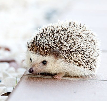 A cute looking hedgehog