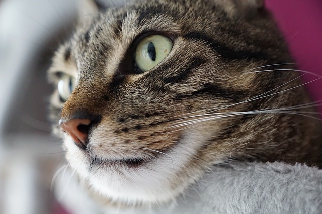 A cat lying down and looking indifferent