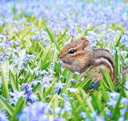 A cute squirrel eating food amongst some bluebells