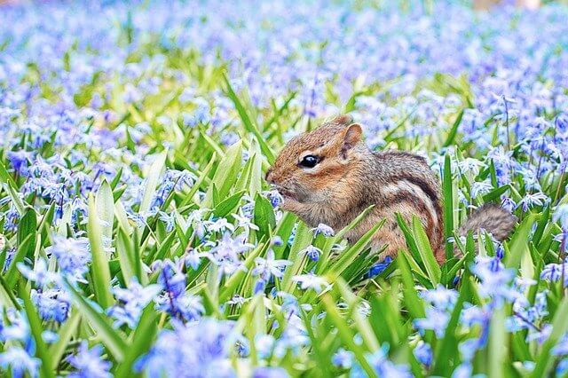A cute squirrel eating food amongst some bluebells