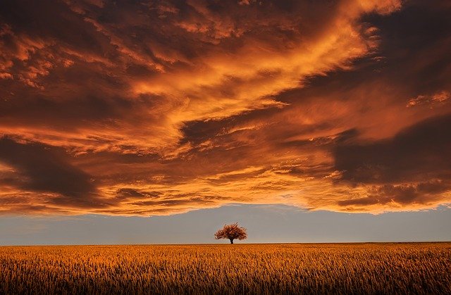 A beautiful sunset with a field and a single tree