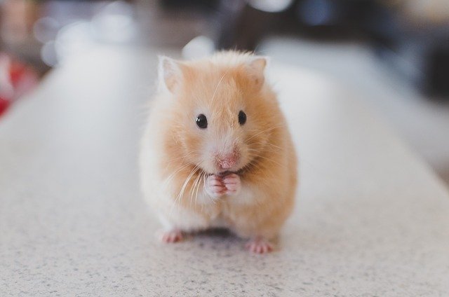 A hamster standing on its back feet and looking cute