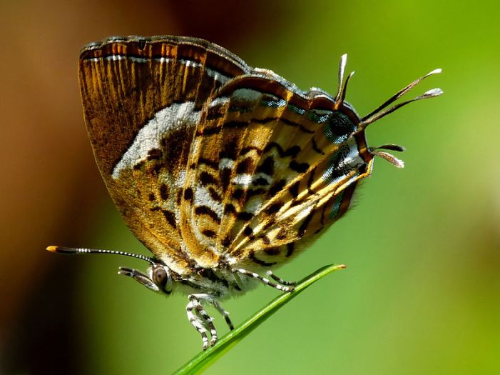 The Monkey Puzzle butterfly