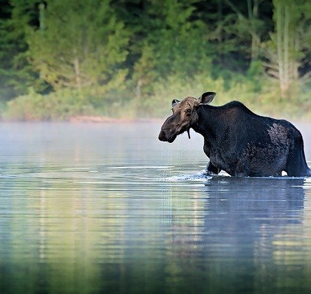 A moose wading out of a lake in the countryside