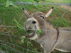 Donkeys like eating stuff.