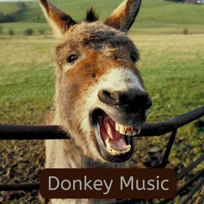 Donkey Music the album