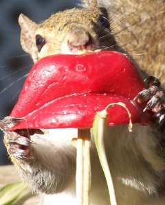 A squirrel having fun.