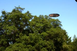 Splugs harvesting a spinach tree.