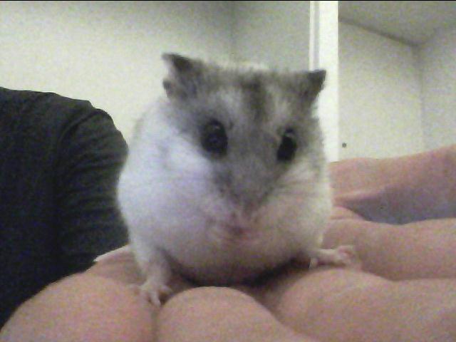 Beans the Chinese dwarf hamster