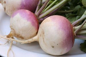 You call that a turnip? THIS is a turnip!