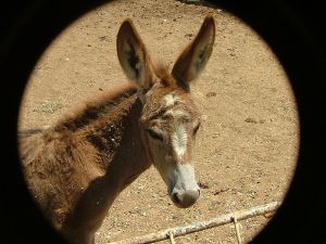 For some reason an assassin was after this donkey.