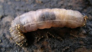 A maggot.