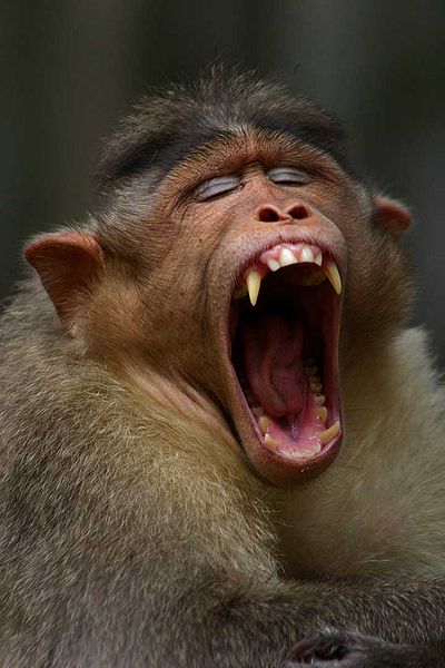 Kicking things off is this image of a monkey yawning away. Tired, dear? Well you shouldn't be! It's not like you have a 9-5 job to keep up with, all you need to do is sit around eating bananas!