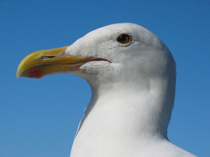 A gull (of the sea) looking a bit miffed. Presumably he (or she) is wondering where all the finish are going (answer: DOES NOT COMPUTE).