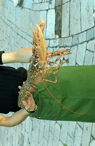 The lobster was so heavy this bloke fell over.