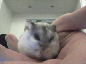 Beans in the middle of cleaning.