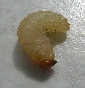 Repulsive maggot? No! It's just an ear plug!
