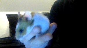 Trying to take pictures of the hyperactive gits is more difficult than it appears.