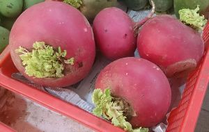 Check out them turnips!