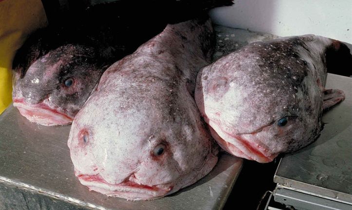 Blob fish. 