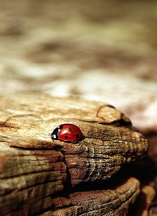 DON'T LET IT SEE THE WHITES OF YOUR EYES!!!!