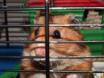 This is where hamsters belong - in jail!