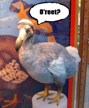 The birds were renowned for their moronic friendliness.