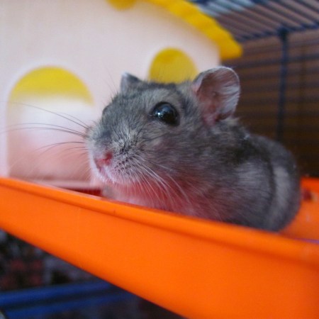 Hamster