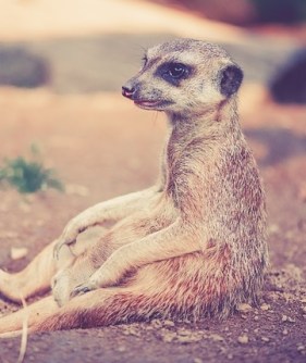 This meerkat most certainly is not waiting with bated breath.
