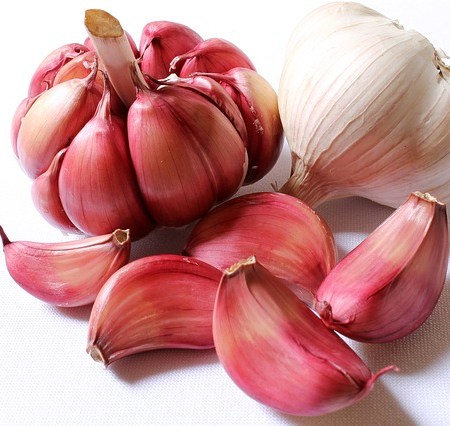 Garlic