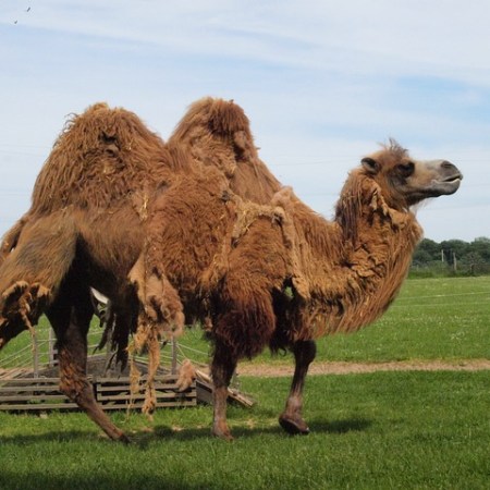 Camel Casing