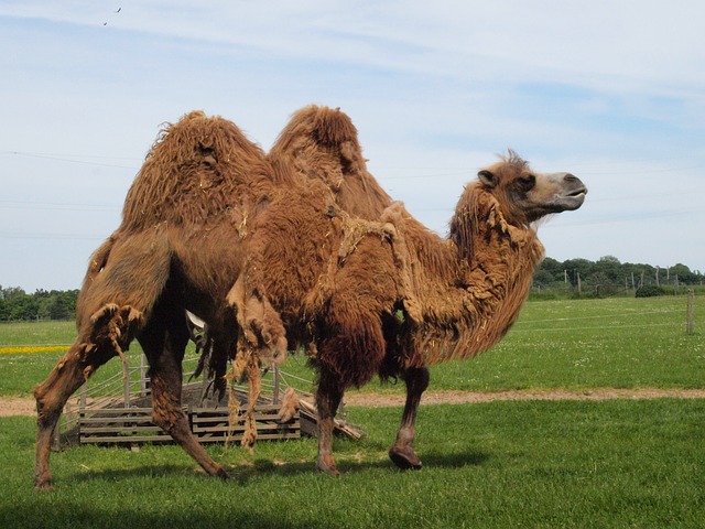 Camel Casing