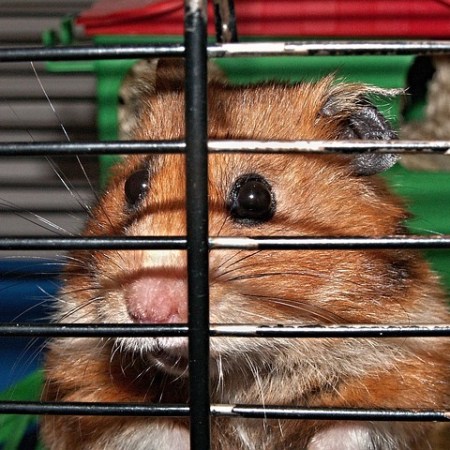 Hamsters in the wild