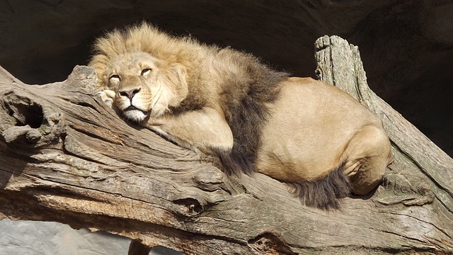 Lie Ins Lions