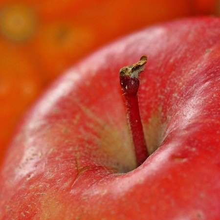 Apple stalk