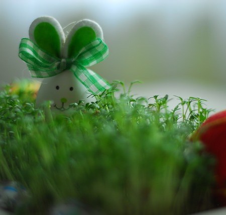 Easter Bunny Newsletter