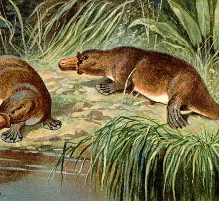 Duck-billed platypus