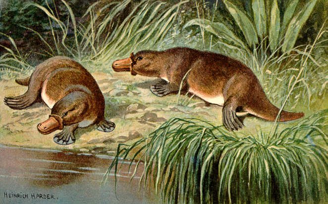 Duck-billed platypus
